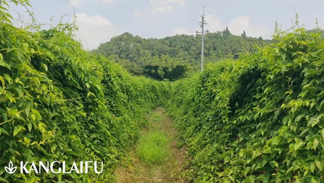 紫玉參薯基地.jpg 紫玉參薯基地.jpg