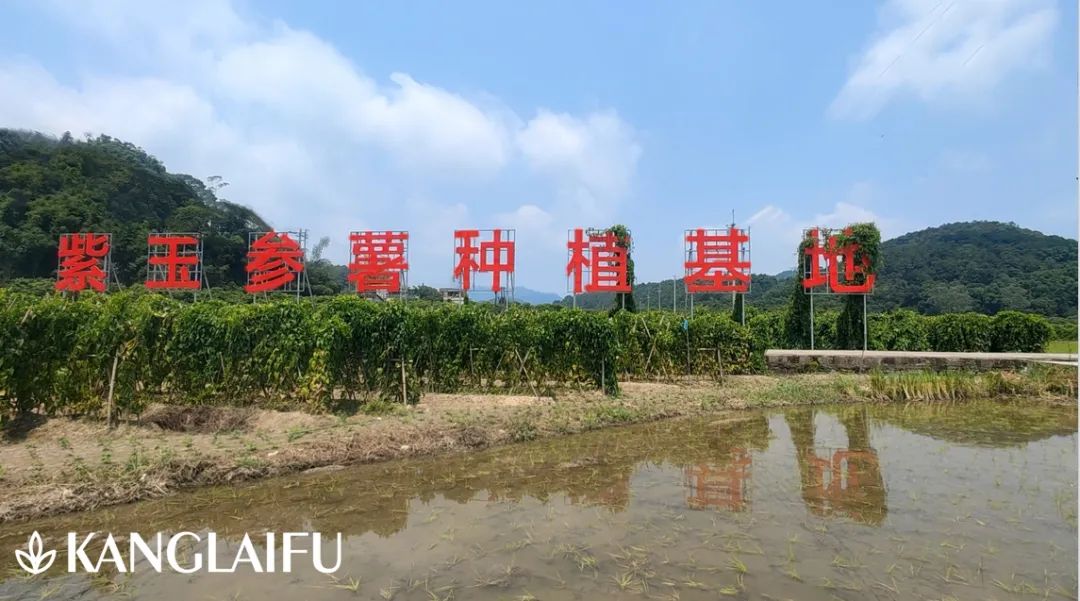 紫玉參薯招牌.jpg 紫玉參薯招牌.jpg