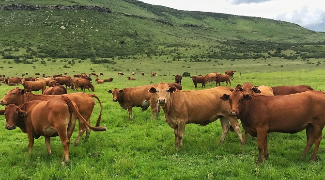 三農資訊 | 中辦、國辦印發《關于完善市場準入制度的意見》；農業農村部召開穩定奶牛、肉牛生產視頻調度會