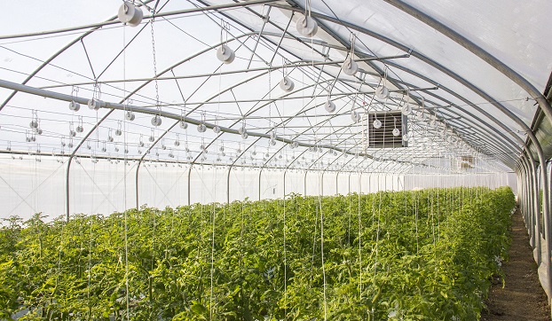 反季節蔬菜常見種植方式及對食材供應的影響   