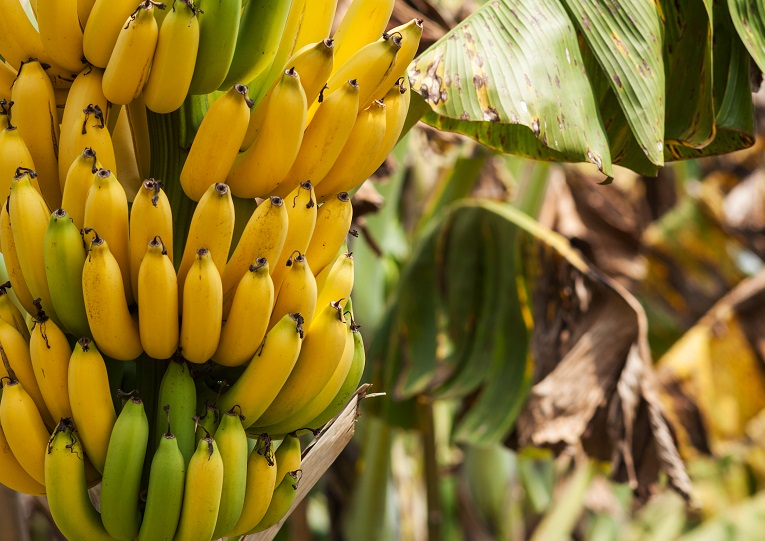 為什么不建議早上空腹吃香蕉？原因在這里